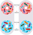 Fingertip Rotation Spinner - 5 Colour