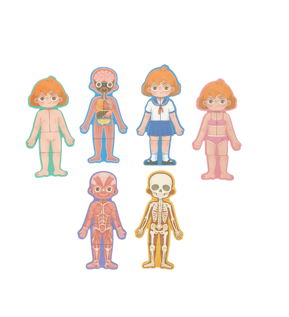 Wooden Body Structure Puzzle - Girl