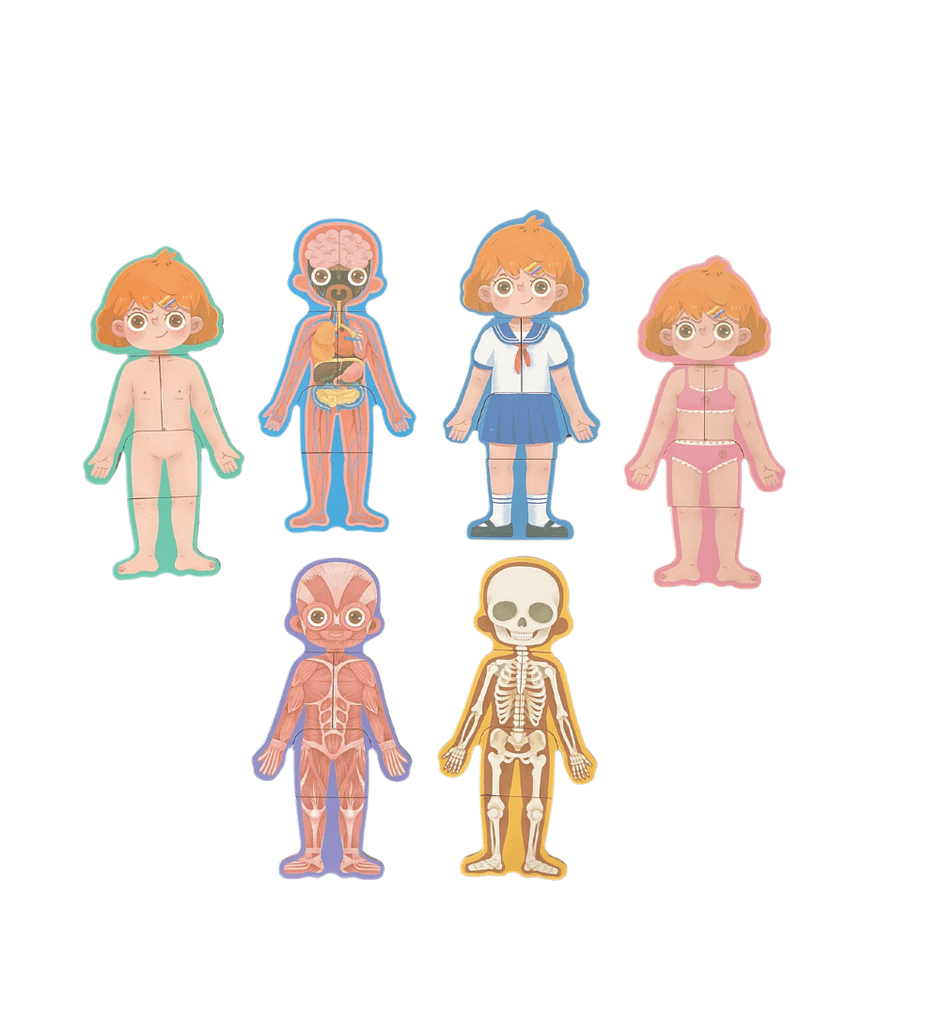 Wooden Body Structure Puzzle - Girl