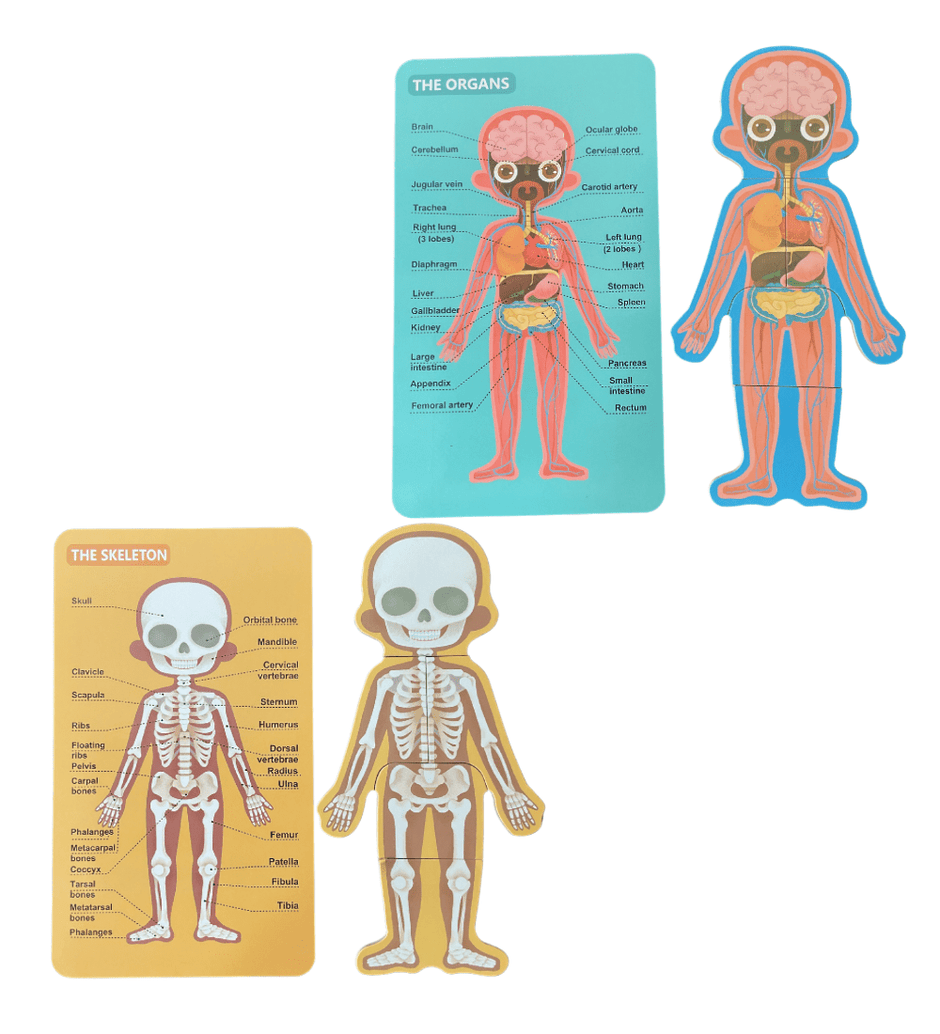 Wooden Body Structure Puzzle - Girl