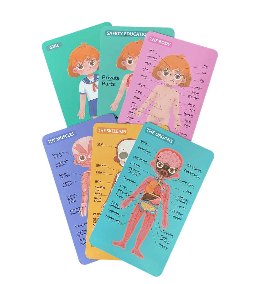 Wooden Body Structure Puzzle - Girl