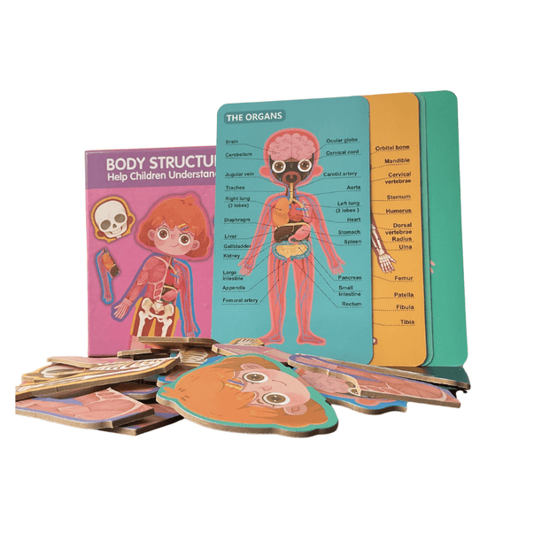 Wooden Body Structure Puzzle - Girl